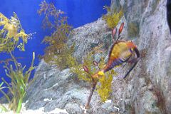 Singapore 04 05 Sentosa Island Underwater World Aquarium Sea Dragon